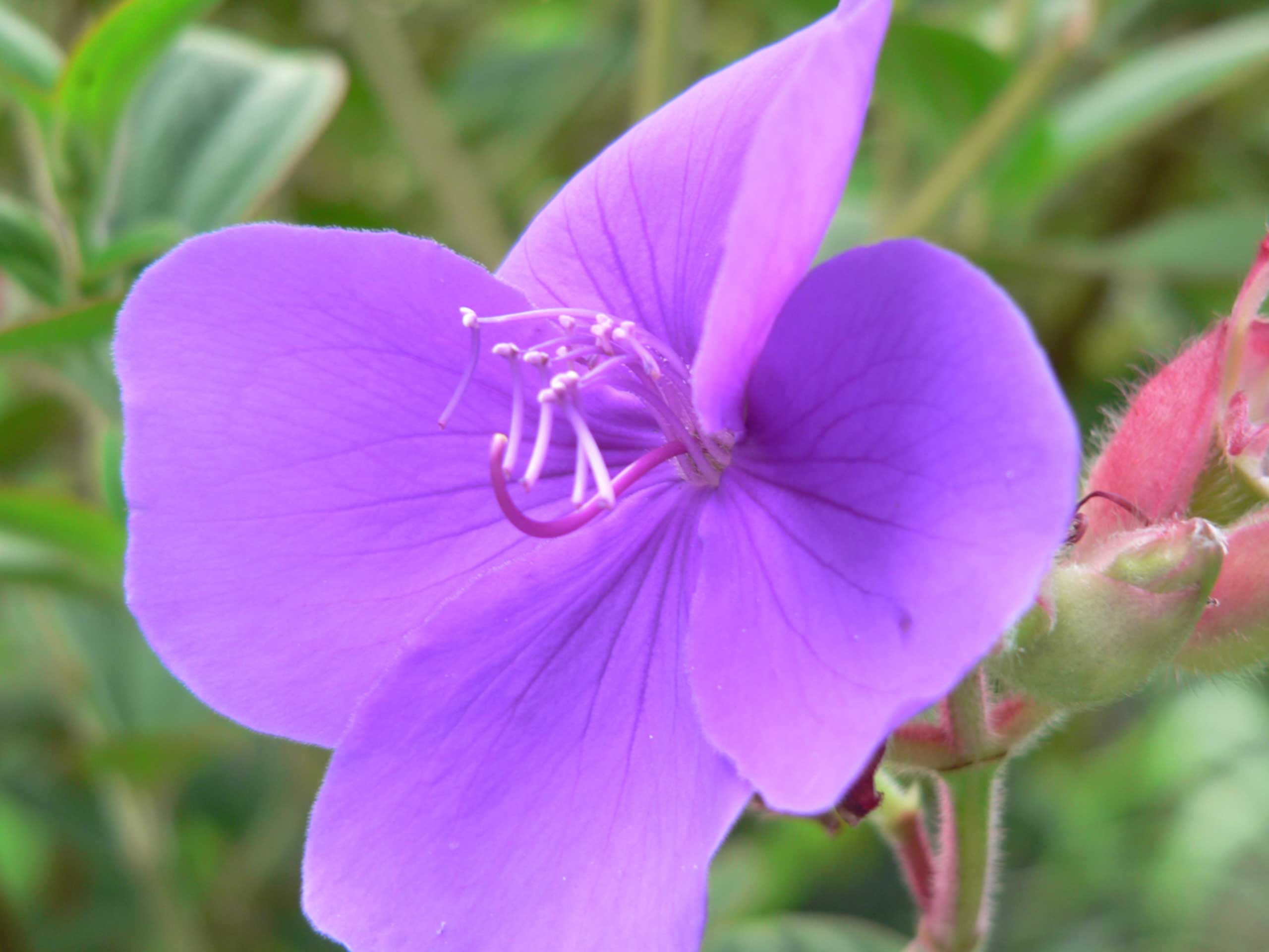 Orosi Valley Spanish school, Hotel Montana Linda, Costa Rica- Spanish School, youth hostel, Guest house, restaurant and studentimmersion group trips