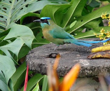 costaricaanimals_birds9