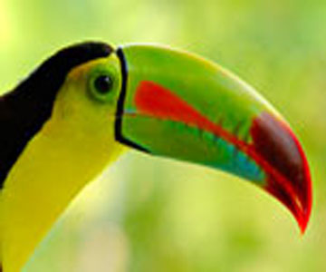 costaricaanimals_birds_toucan1