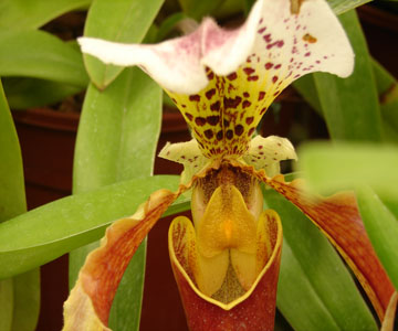 costaricaplants_orchids16