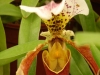 costaricaplants_orchids16